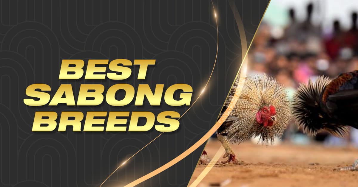 Best Sabong Betting