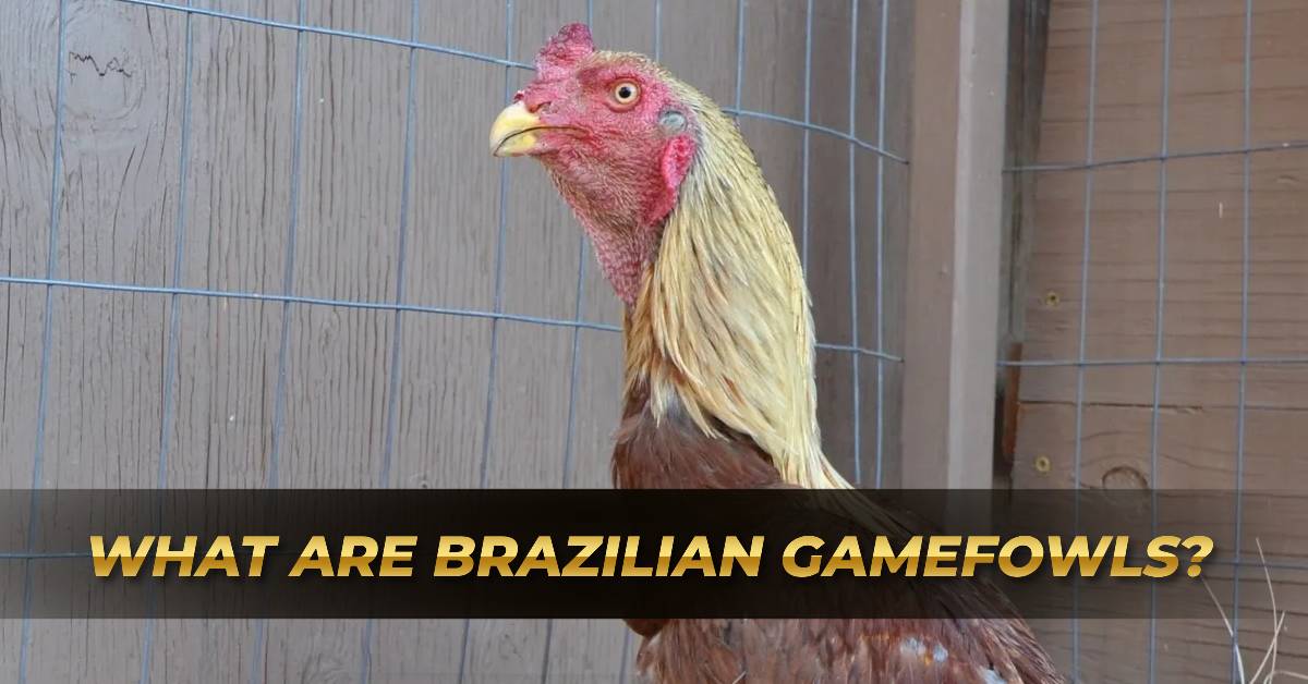 Brazilian Gamefowls