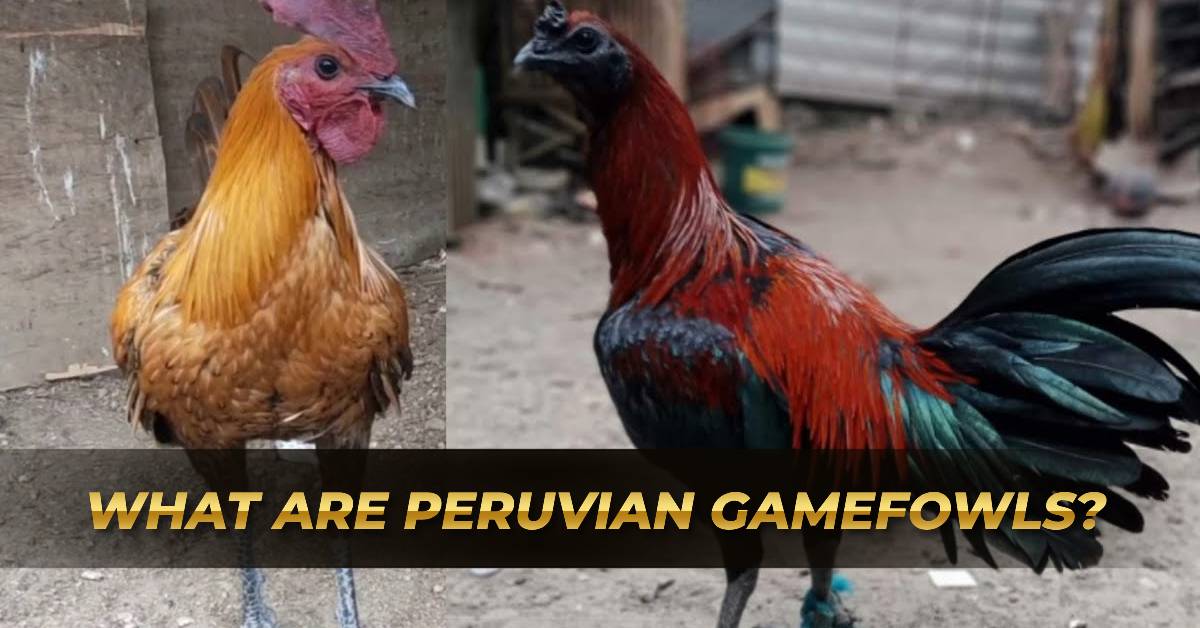 Traits of Peruvian Gamefowls