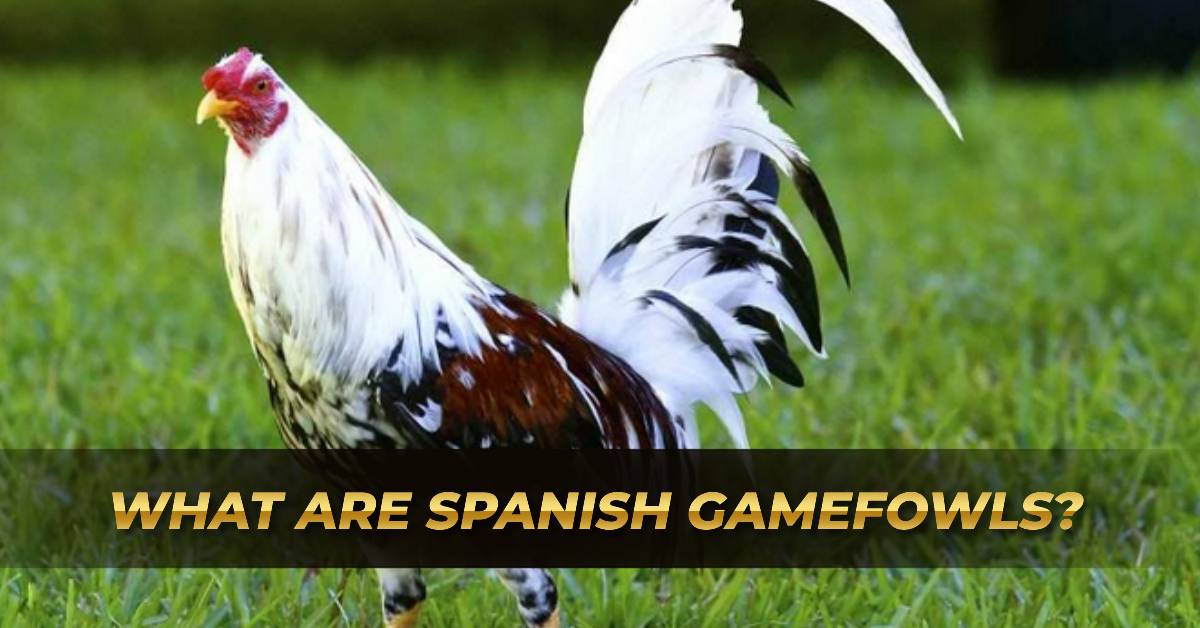 Spanish Gamefowls